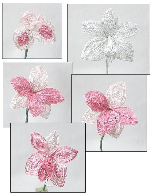 Orchids
