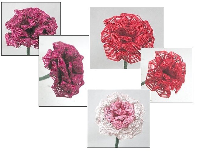 Roses