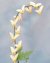 Dutchman's Breeches Beaded Flower Pattern