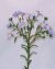 Common Flax Beaded Flower Pattern