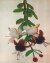 Hanging Fuchsia Beaded Flower Pattern