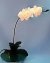 Large Moth Orchid Beaded Flower Pattern