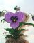Pansy Beaded Flower Pattern