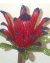 Protea by Dalene Kelly