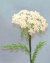 Queen Anne's Lace Beaded Flower Pattern