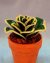 Sansaveria Beaded Flower Pattern