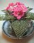 African Violet Beaded Flower Pattern