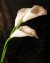 Calla Lily Beaded Flower Pattern