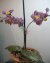 Phalaenopsis Orchid (Moth Orchid) Beaded Flower Pattern