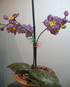 Phalaenopsis Orchid (Moth Orchid) Beaded Flower Pattern