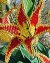 Lily-Leafed Tulip by Lise Flyman