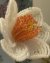 Daffodil Beaded Flower Pattern