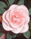 Ganutell Rose