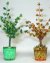 Trees for Four Seasons by Marj Noga