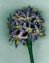 Allium Victorian Beaded Flower Pattern