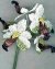 Happy Summer Orchid Victorian Beaded Flower Pattern