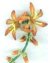 Lucifer Crocosmia Victorian Beaded Flower Pattern