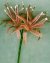 Nerine Bowdenii Victorian Beaded Flower Pattern