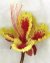 Peacock Flower by nancy Binkley