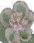 Pink Hellebore Victorian Beaded Flower Pattern