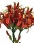 Scarlet Gilia Victorian Beaded Flower Pattern