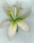 Spring Lily Victorian Beaded Flower Pattern