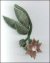 Wild Flower Victorian Beaded Flower Pattern