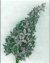 Lilac Beaded Flower Pattern