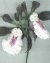 Randii Orchid Victorian Beaded Flower Pattern