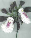 Randii Orchid Victorian Beaded Flower Pattern