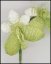 Vanda Orchid Victorian Beaded Flower Pattern