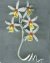 Coelogyne Ochracea White Orchid Victorian Beaded Flower Pattern